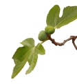 Fig leaf on white